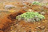 Fuerteventura - Roter Boden u Euphorbie