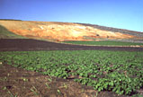 Lanzarote - Kartoffelanbau