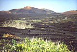 Lanzarote - Geria Tal Weinanbau