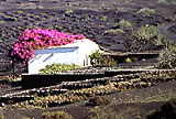 Lanzarote - Im Geria Tal